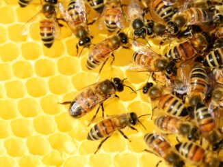 Facts about bees